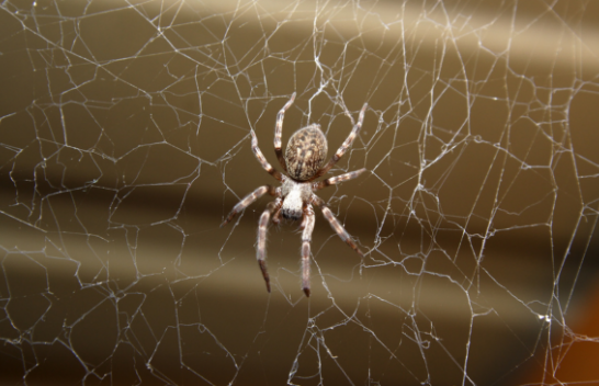 Largoni merimangat në shtëpi me një ilaç natyral