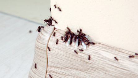 A keni vënë re milingona në shtëpinë tuaj? Këto ushqime mund t'ju ndihmojnë t'i largoni ato