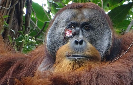 Hera e parë në natyrë: Orangutani shihet duke shëruar një plagë duke përdorur bimë