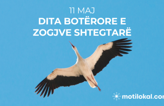 11 Maj - Dita Botërore e Zogjve Shtegtarë