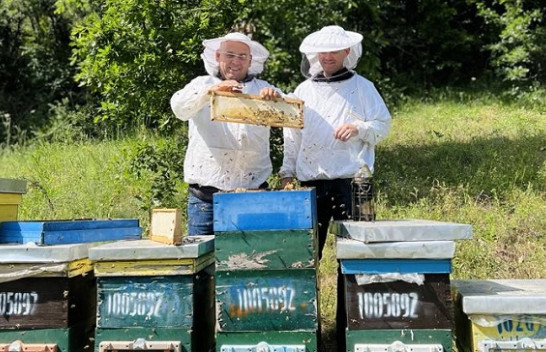 8.5 milionë euro për sektorin e bletarisë