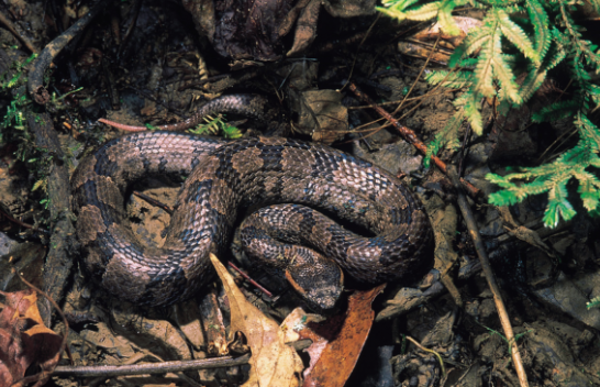 Zbulohet një specie e re gjarpërinjsh: Gjendet lehtë në natyrë dhe është shumë agresiv