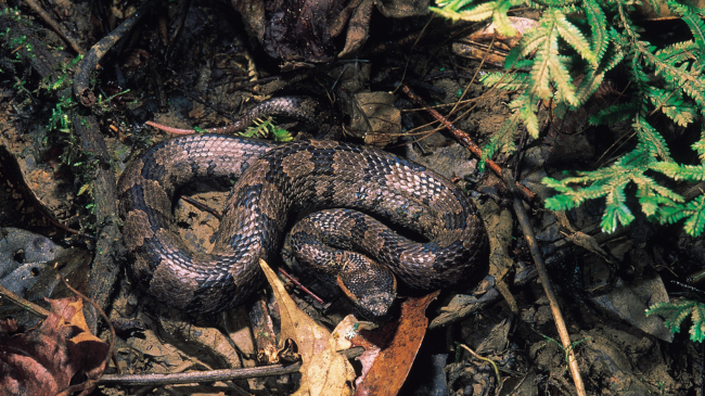 Zbulohet një specie e re gjarpërinjsh: Gjendet lehtë në natyrë dhe është shumë agresiv