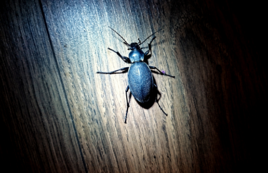 Shkencëtarët kanë gjetur një mënyrë gjeniale për të gjurmuar jetën e insekteve të pakapshme
