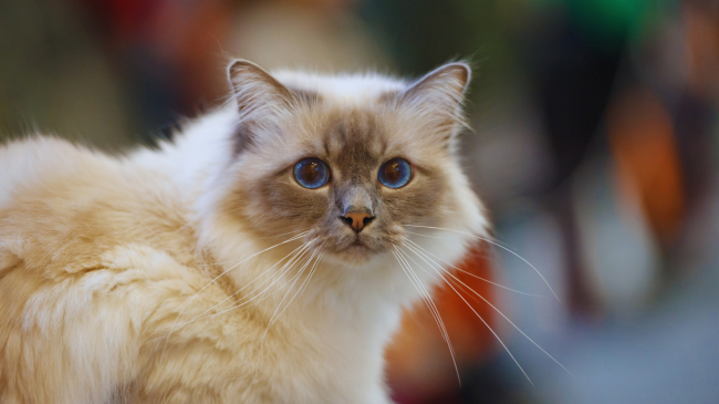 Këto janë racat e maceve që jetojnë më gjatë