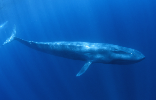 Një zhytës ka arritur të kapë momentin e ushqyerjes së një balene blu