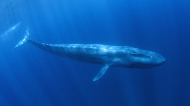 Një zhytës ka arritur të kapë momentin e ushqyerjes së një balene blu