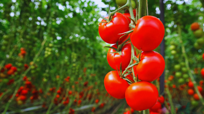 Falë këtij truku, domatet e mbjella do të kenë fruta më të shijshme dhe më të mëdha