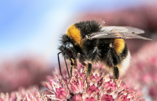 Ndryshimet klimatike ndikojnë në riprodhimin e insekteve