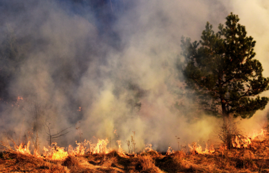 Temperatura ekstreme: Spanja, Italia dhe Franca të rrezikuara nga zjarret