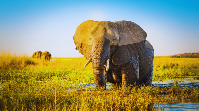 Elefanti i fundit në kopshtin zoologjik të Afrikës së Jugut lirohet pas 40 vjetësh robëri