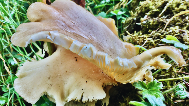Speciet agresive tropikale po pushtojnë Mesdheun, por mund të bëhet një mundësi biznesi shumë fitimprurëse