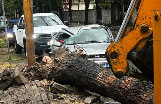 Reshje shiu dhe erëra të forta: Moti i keq shkakton rënie të pemëve mbi vetura në Shkodër