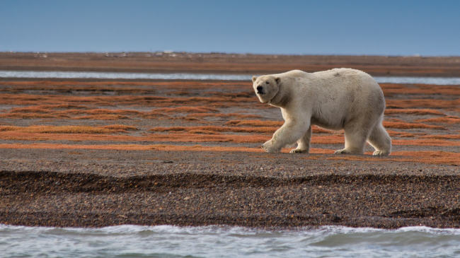 Ariu i rrallë polar u qëllua për vdekje nga policia në Islandë, pasi u konsiderua si kërcënim
