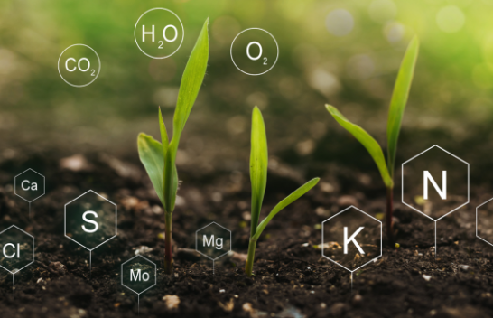 Një kërcënim i ri për industrinë ushqimore globale: Është zbuluar një mungesë e këtij minerali kyç në tokë