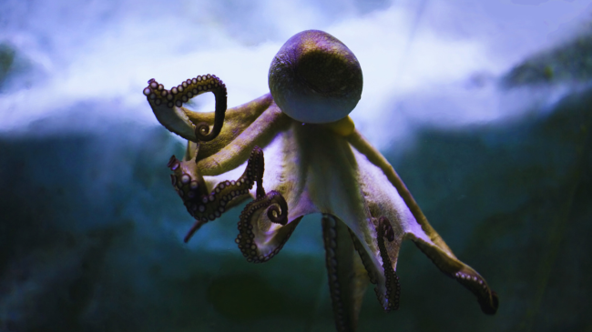 Cila specie do të bëhet dominuese në Tokë nëse njerëzit zhduken? Përgjigja do t'ju habisë