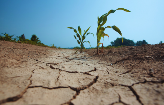 Mbi tre të katërtat e sipërfaqes së tokës po thahet për shkak të ndryshimeve klimatike