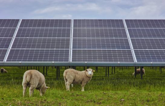 Kullotja diellore: Pse delet janë partneri i përsosur për fotovoltaikët
