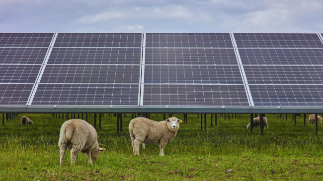 Kullotja diellore: Pse delet janë partneri i përsosur për fotovoltaikët