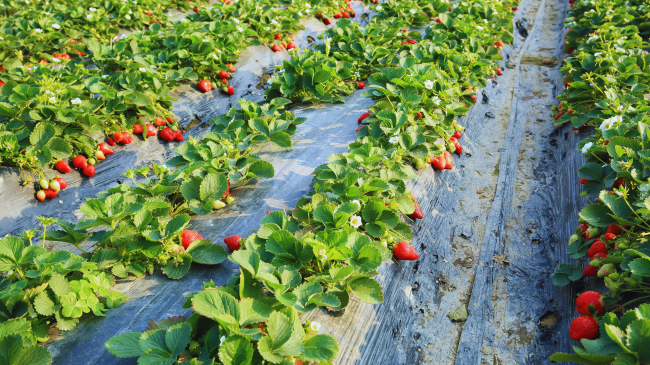 Dredhëzat rriten shumë mirë nën panelet diellore, potenciali i energjisë është i madh