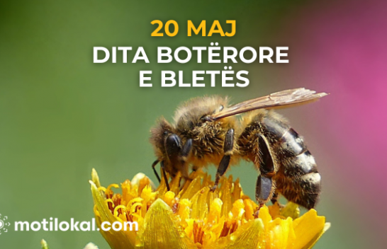 Pa bletët, nuk ka jetë – Sot është Dita Botërore e Bletëve
