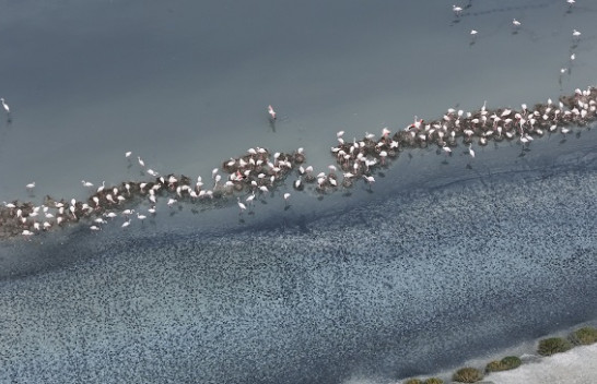 Flamingot folezojnë për herë të parë në Shqipëri
