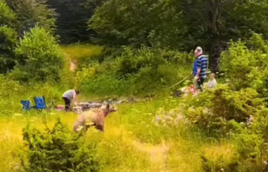 Rast i rrallë në Kosovë: Ariu u afrohet familjes që po piqte fli, reagimi i tyre befasues/ VIDEO
