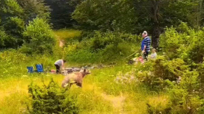 Rast i rrallë në Kosovë: Ariu u afrohet familjes që po piqte fli, reagimi i tyre befasues/ VIDEO