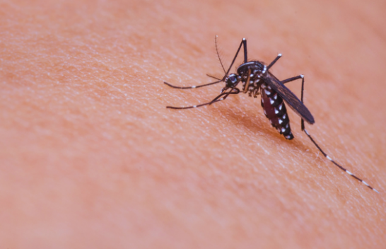 OBSH paralajmëron për virusin Chikungunya: Sëmundja përhapet nga mushkonja tigër