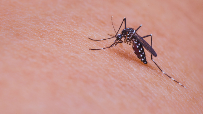 OBSH paralajmëron për virusin Chikungunya: Sëmundja përhapet nga mushkonja tigër