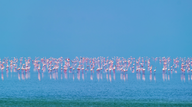 Flamingot janë rikthyer edhe për këtë sezon në liqenin e Pogradecit