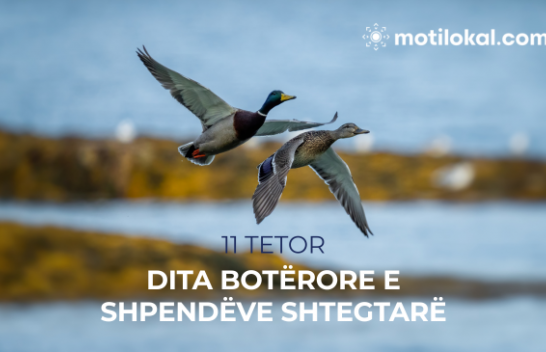 11 Tetor – Dita Botërore e Shpendëve Shtegtarë
