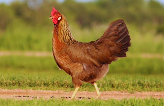 Sa gjatë mund të jetojë një pulë pa kokë?