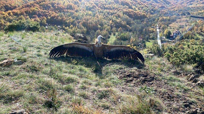 Lëshohet i lirë në habitatin e tij natyror Coftinarit kokëbardhë