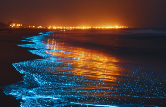 Çfarë i shkakton valët biolumineshente?