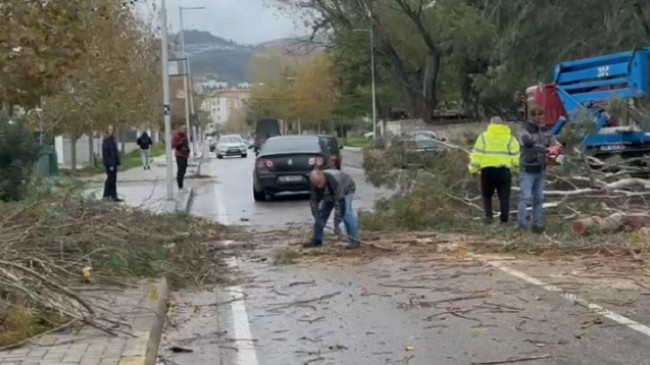 Vlorë, era e fortë rrëzon pemët dhe bllokon rrugët