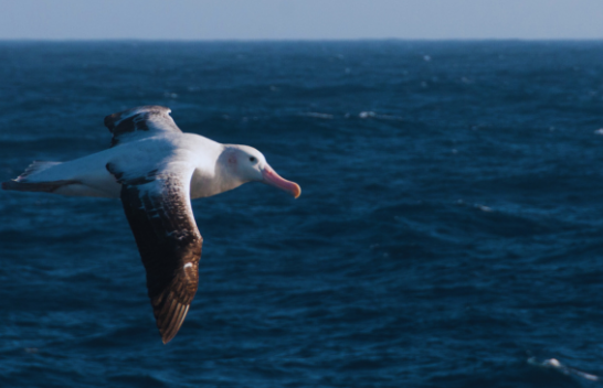 Albatrosi i habit shkencëtarët pasi fluturoi 4800 kilometra larg shtëpisë së tij