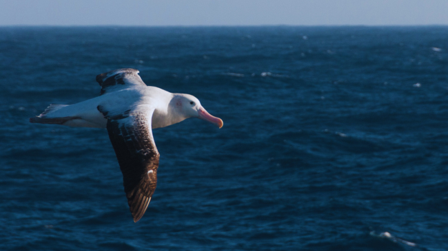 Albatrosi i habit shkencëtarët pasi fluturoi 4800 kilometra larg shtëpisë së tij
