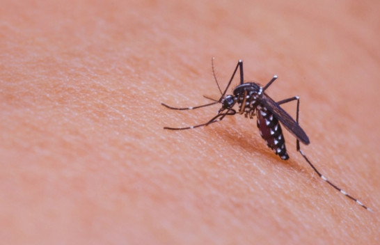 Infektologu paralajmëron: Pickimet e mushkonjave nuk janë vetëm bezdi