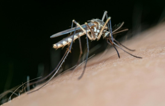Mushkonjat kanë mbërritur në Islandë: Insektet bezdisëse janë një paralajmërim i madh për Arktikun
