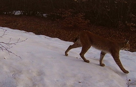 Pamje të reja konfirmojnë praninë e rrëqebullit të Ballkanit në Shebenik