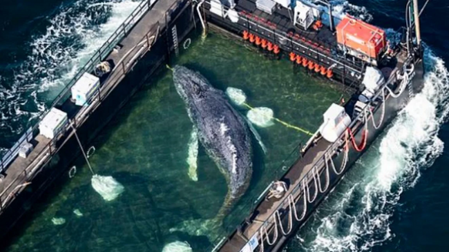 Operacioni i madh i shpëtimit të balenave shkakton zemërim - Milionerët paguajnë për ta shpëtuar, "le të ngordh", thotë biologu i Greenpeace