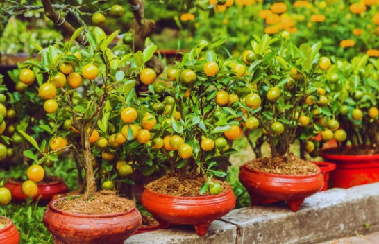 Nëntë pemë frutore ideale për oborre të vogla, sipas ekspertëve