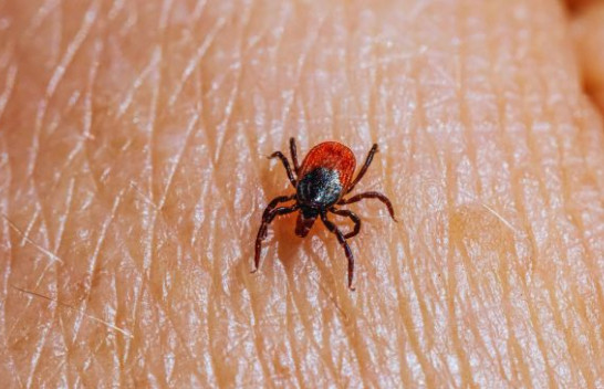 Infektologu paralajmëron: Rriqrat dhe rreziku nga Anaplasma phagocytophilum në sezonin e ngrohtë