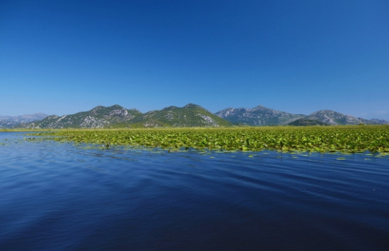 Liqeni i Shkodrës në UNESCO