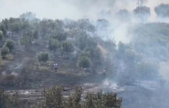 Zjarr në sipërfaqe me ullinj në Fier, në aksion zjarrfikësit dhe banorët