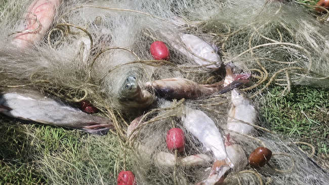 Konfiskohen rrjeta ilegale në Ujman dhe disa lumenj, gjenden dhjetëra peshq të kapur