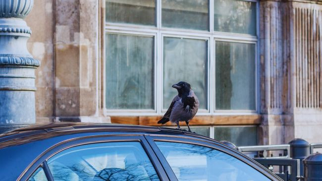 Cila ngjyrë veture tërheq më pak zogjtë dhe jashtëqitjet e tyre: Përgjigja mund t'ju habisë