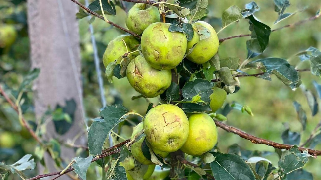 Ministria e Bujqësisë jep rekomandime për trajtimin e pemëve frutore pas dëmtimeve nga breshri