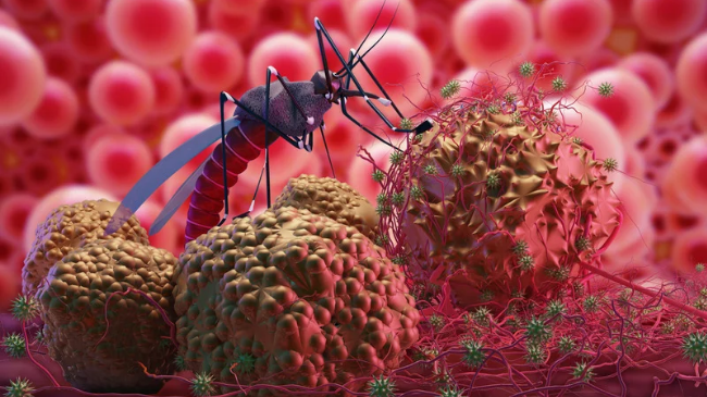 IKSHPK me rekomandime për qytetarët: Mbrohuni nga malaria gjatë udhëtimeve